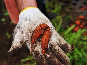 おひとりさま田舎暮らしは可能なのか？／やめとけ編 [田舎暮らし] All About