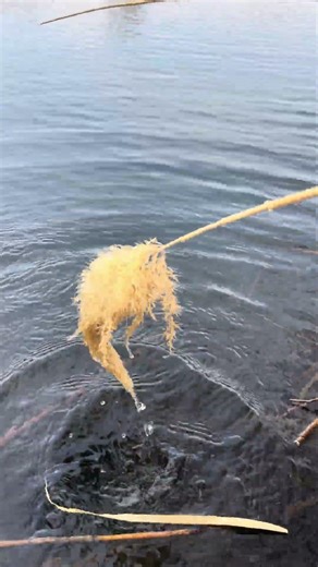 Relaxing Nature Sounds 🌾 | Water Drops on Reeds in the River #naturesounds #relaxation #studysounds