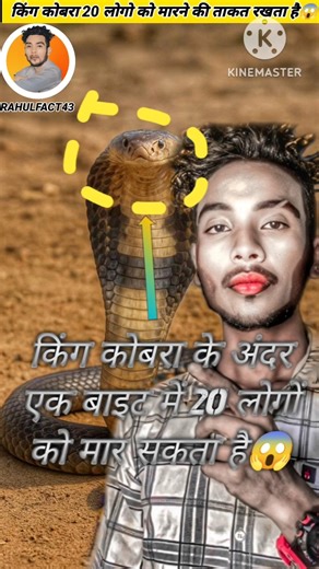 King Cobra snake has the power to kill 20 people.😱#viral#facts#video