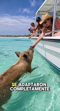 La isla donde los cerdos NADAN en el mar 🐷