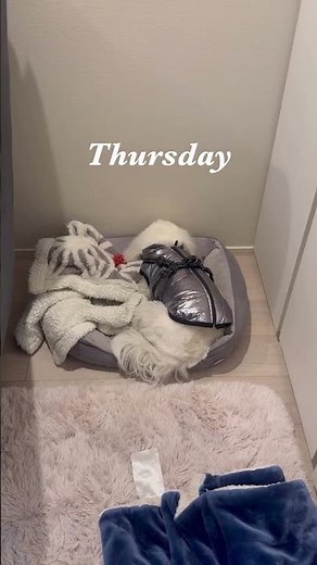 ✨ Meet our little bundle of joy, a Maltese puppy as adorable as a fluffy cloud! 😍
