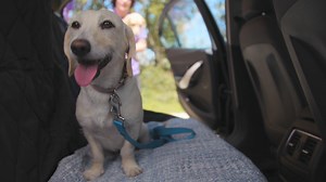 1.7M views · 10K reactions | Watch these brother and sister pups go on an epic road trip to their new homes in NYC! | The Dodo | Facebook