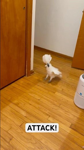 Umbrella cockatoos are so easy to heighten but quick to love too 🤍🤍