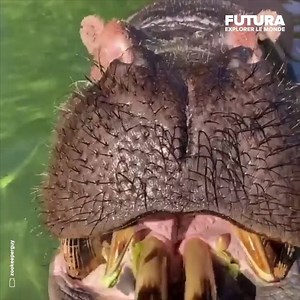 2.2M views · 7.1K reactions | [] Les hippopotames sont des superbes...