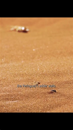 3.6K views · 22 reactions | Snake vs frog #snake #frogs | Dream Team 30 | Facebook