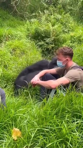 1.5K views · 43 reactions | Prepare for cuteness overload! These adorable baby gorilla moments will melt your heart and bring a huge smile to your face. Experience their playful innocence and charm! | We Love All Pitpulls | Facebook