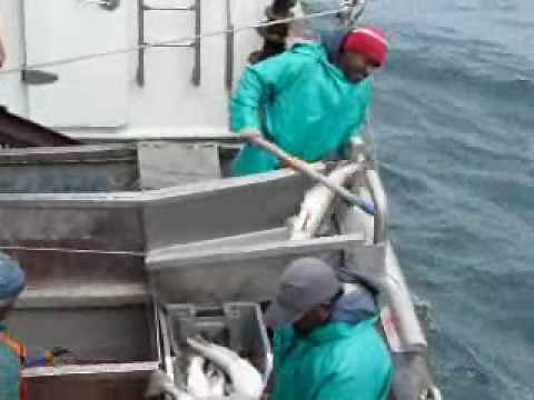 Longline Hake Fishing Offshore South Africa