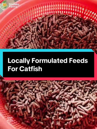Essential Tips for Locally Formulated Catfish Feeds