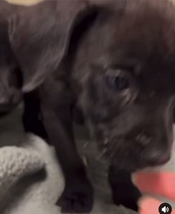 6.3K views | Peak Lab Rescue on Reels | Facebook