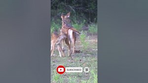 Baby spotted deer drinking milk (Bambee) shorts
