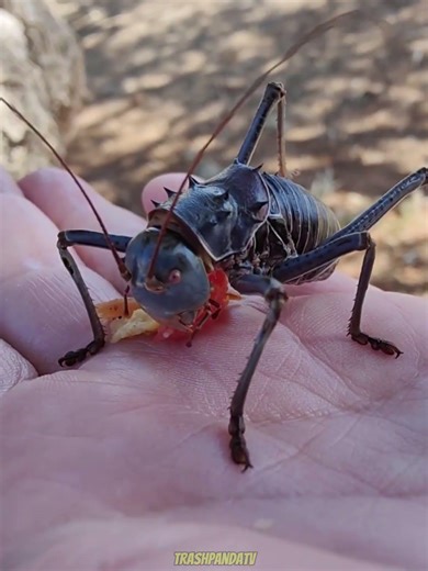 The Armored Cricket Is Basically a Tiny Living Tank.