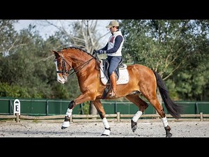 Horse for Sale | Piro Free Lusitano Gelding: Stunning Looks & All-Rounder Type (REF#1060)