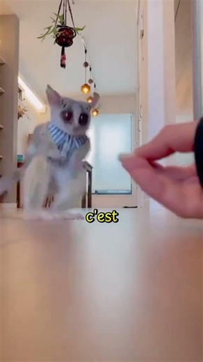 le galago #animal #galago