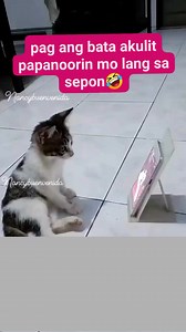o di ba parang bata talaga natatahimik pag may sepon👏🤣 #funnyvideos #catlovers #cat | Nancy Buenvenida