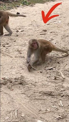 TRY NOT TO LAUGH! 😂 Top Funniest Monkey Moments of 2025! 🐒🍌 | Hilarious Compilations