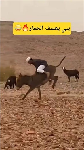 مغامرة عسف الحمار.. ضحك وسوالف من قلب البر! 🐴😂
