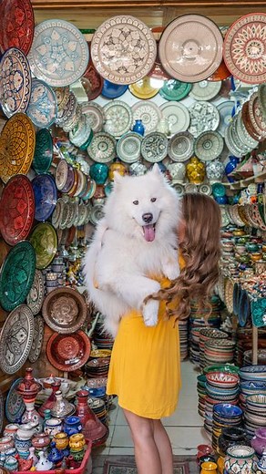 VANLIFE 🌻 | HAPPINESS | DOG on Instagram: "Save this reel for your trip to Marrakech 😍❤️ What would you add to the list? 🤗 #travelinspiration #marrakech #morocco . . . #reels #reelsinstagram #reelsviral #trend #viral #fun #samoyed #dog #samojede #barked #fluffydog #whitedog #explore #cute #fyp #blogger_de #hund #travel #africa"