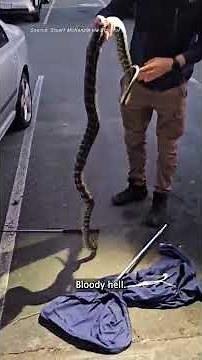 Queensland Snake Catcher Removes Giant Python From Car Wheel