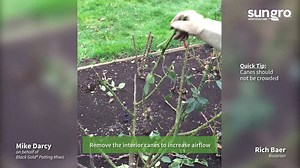 Here are great tips for how to prune hybrid tea roses. This how-to video covers everything from the needed pruning tools to the proper pruning height. | Black Gold | Facebook