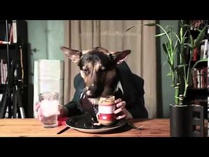 The dog(Odin) the well-dressed German Shepherd eats like a person