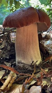 1.4M views · 13K reactions | 2022 Top 10 6/10: Tapping and picking Porcini aka King and Queen Boletes (Boletus edulis var. grandedulis and regineus). These are delicious edible mushrooms found in California during the fall/winter season. Cut vs pluck is irrelevant for mycorrhizal mushrooms, please do not pick shame on the comments. #fascinatedbyfungi #2022recap | Fascinated By Fungi | Facebook
