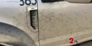 A swarm of mosquitos mobs truck on North Slope-- See the video here