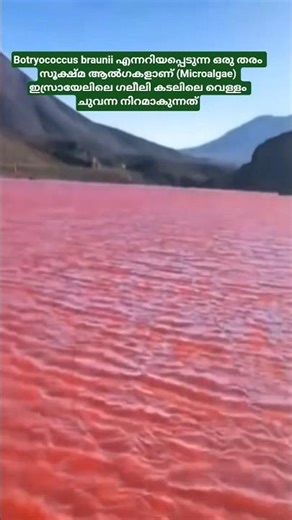 ഇസ്രായേലിലെ ഗലീലി കടലിലെ വെള്ളം ചുവന്ന നിറമാക്കുന്നത് Botryococcus braunii എന്ന സൂക്ഷ്മ ആൽഗകളാണ്..
