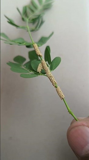 Identify the eggs || which insect eggs || #nature