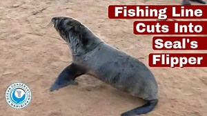 4.6K views · 486 reactions | A seal's flipper is very sensitive and...