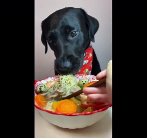 Dog enjoys seafood noodle bowl in Hunan, China