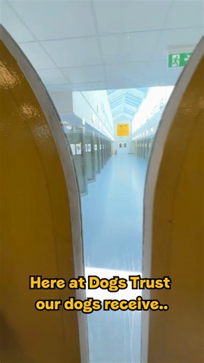 21K views · 289 reactions | ❓ Did you know ❓ All the dogs in our...