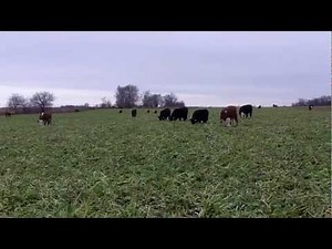 Cattle Grazing Cover Crops - Oats, Cereal Rye, and Turnips
