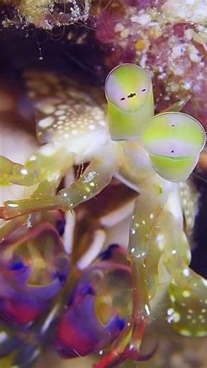 Alien-Looking Shrimp || ViralHog