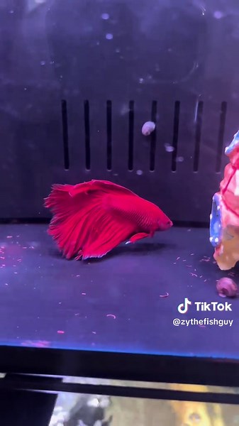 Beautiful Red Beta Fish Overview