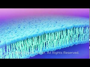 Cell Membrane: lipid bilayer