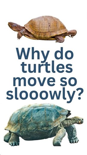 Why do turtles move so sloooowly? #questionskidsask #funscienceforkids