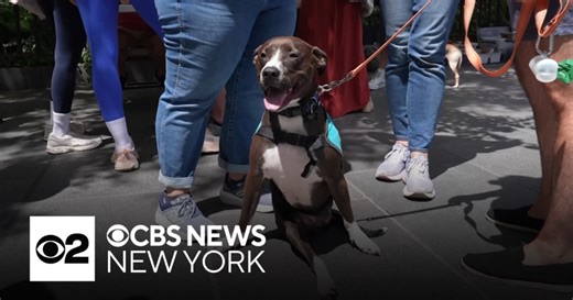 Brooklyn animal adoption event helps 39 pets finds forever homes