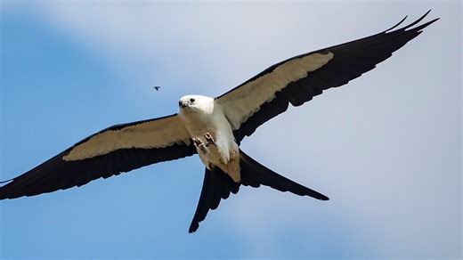 Swallow-tailed kites, acrobats of the air, back in Florida for breeding season