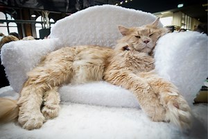 9 Sleepy Animals Who Just Couldn't Stay Awake Any Longer