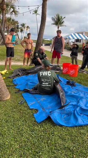 3.5M views · 3.9K reactions | Heartbreaking new video shared with me shows 2 of the 4 Pantropical dolphins receiving medical attention after washing ashore this morning near the Lake Worth Pier. FWC officials say the 2 surviving dolphins were taken to SeaWorld Orlando for treatment. I’m still waiting on an update on how they’re doing. I’ll have the most updated details on CBS 12 News at 5pm. : Judith Hand | Dani Travis | Facebook