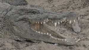 Crocodile with an open jaw - Free Stock Video