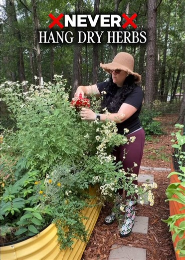 🤢 Unpopular opinion: stop hanging your herbs to dry. 🌿 Fresh herbs come straight from the garden covered in dirt, bugs, pollen, and other debris. 💧 After harvesting, I wash my herbs, use a salad spinner to remove excess moisture, and dry them in a herb drying rack for better airflow. 🌱 This works great for basil, lemon balm, peppermint, sage, oregano, thyme, rosemary, and other medicinal herbs. 🍃 Herb harvesting, herb drying, preserving herbs, medicinal herb gardening, and growing your own 