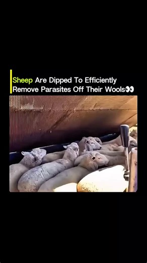 Scidrafts 🔬🔎 on Instagram: "A time-tested farming practice where animal care and applied science come together 🐑 Sheep dipping is a carefully controlled method used to eliminate parasites such as ticks, lice, and mites from a sheep’s skin and wool. Farmers guide animals through long dipping baths filled with precisely measured solutions that soak deep into the fleece. This ensures the treatment reaches areas that hand-applied methods can’t, stopping parasites before they spread through the fl