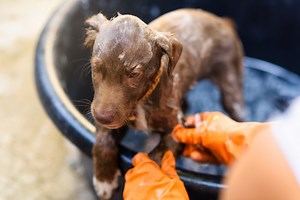 How to Give Your Puppy a Bath in 8 Simple Steps