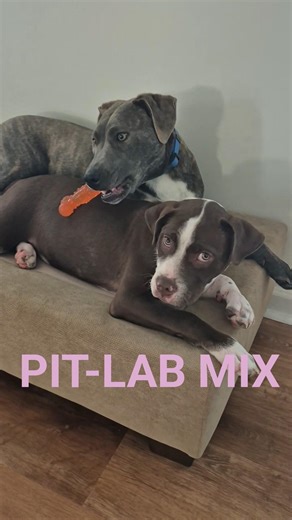 pitbull lab mix #labrabull #pitbull #packdogs