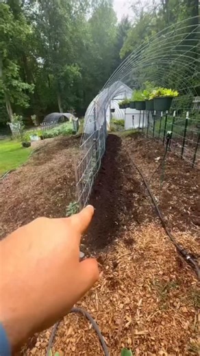 Harvesting Home on Instagram: "Our cucumber trellising method in a nutshell:Train the main vine, prune the side shoots, and prevent disease. Once it hits 6-7 feet, we let it explode for a huge harvest! 🥒✨ . . . . #VerticalGardening #GrowingCucumbers #RootboundFarms #GardenTips"