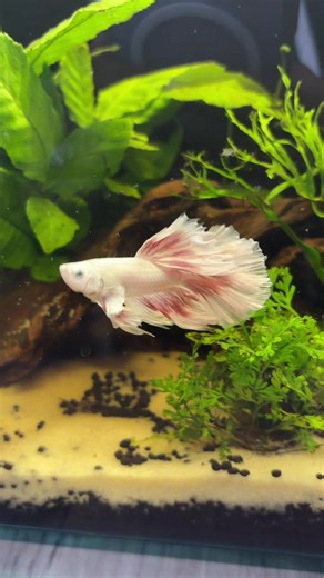 Loki's Amazing Transformation: Growing Fins and Vibrant Color
