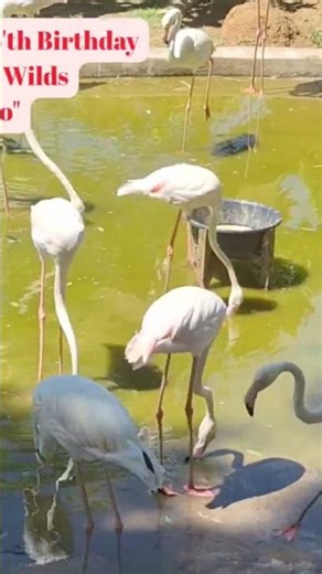 Carline 5'th Birthday with the Wilds " Flamingo" #highlights #everyone #flamengo