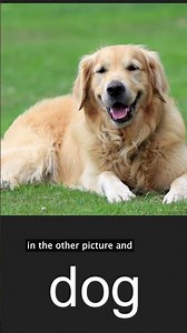 Cameron's alphabet book