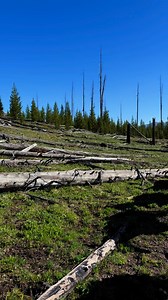 115K views · 4.5K reactions | Cruising out of camp empty to pick up groceries, gear and guests #mulestring #mules #trail #trails #packing #grocerytime #getthegear #guests #outfitting #wyominglife #bridgertetonnationalforest #tetonwilderness #jacksonwyoming #colorcode #redstring | Yellowstone Outfitters | Facebook